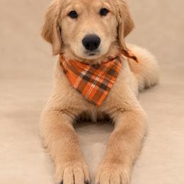 Viper - Light golden male Golden Retriever puppy in Chicago, Illinois from Urbane Retrievers