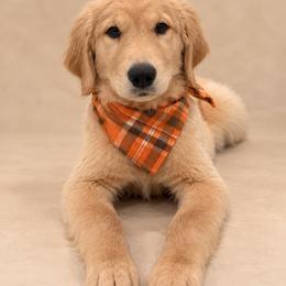 Viper - Light golden male Golden Retriever puppy in Chicago, Illinois from Urbane Retrievers