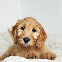 Red - Red male Australian Labradoodle puppy in Williamstown, New York from Lewis Manor Labradoodles