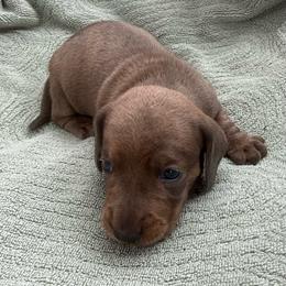 Male - Brindle male Dachshund puppy in El Campo, Texas from Creamer Creek Kennel