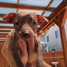 Latte - Chocolate female American Hairless Terrier puppy in Sacramento, California from Gold Rush Kennels