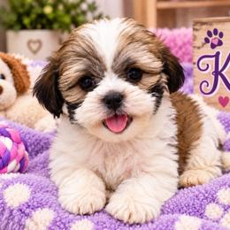 Barbie - Brindle and white female Mal-Shi puppy in Belleville, Michigan from Michigan Maltese Puppies