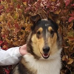 Jac - Collie