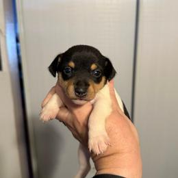 K Pup 3 - White black and tan female Toy Fox Terrier puppy in Clermont, Florida from Debbie Hiles's Toy Fox Terriers
