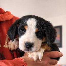 Boy 5 - Black, white and red male Greater Swiss Mountain Dog puppy in Knoxville, Maryland from Dahlgren Swissys
