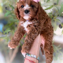 Trixie - Red female Cavapoo puppy in West Jordan, Utah from Ruby's Cavapoos