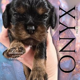 Onyx - Black and tan female Cavalier King Charles Spaniel puppy in Ammon, Idaho from Ammon Acres Cavaliers