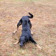 Remy - Beauceron