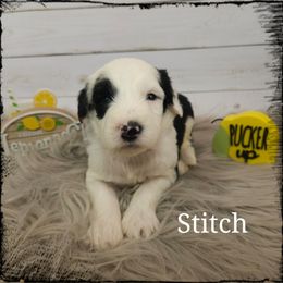 Stitch - Black and white male Sheepadoodle puppy in Farley, Iowa from Iowa's Doodle Co.