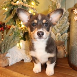 Blue Female beautiful puppy - Blue female Pembroke Welsh Corgi puppy in Missouri from Cooler Farms Corgis