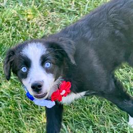Phoebe - Black & white female Miniature Australian Shepherd puppy in California from Eagle River Aussies