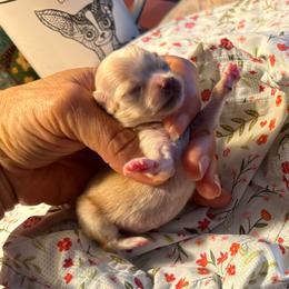 Red Merle girl price 8,000 - Merle female Chihuahua puppy in Summerfield, Florida from Uey’s Chihuahuas