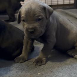 Blue collar - Gray female Cane Corso puppy in Rochester, New York from Forbidden Fruits Kennels