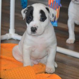 Eddie - male Alapaha Blue Blood Bulldog puppy in Walbridge, Ohio from United Alapaha Bulldogs