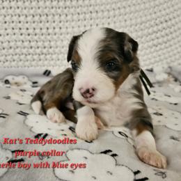 Boy 1 - Merle male Bernedoodle puppy in Schertz, Texas from Kat's Teddydoodles