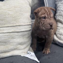 Allen - Brown male Chinese Shar-Pei puppy in Lehigh Acres, Florida from Florida Wrinkles