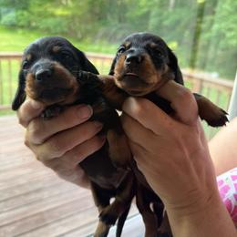 Girl Four - Black and tan female Dachshund puppy in Marinette/Green Bay, Wisconsin from Incahoots Smooth and Wirehaired Dachshunds