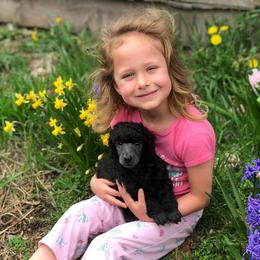 Poodle Puppies from D and D Standard Poodles