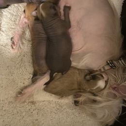 Chinese Crested Puppies from Cosmopawlitan