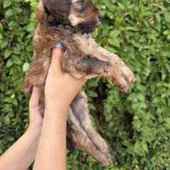Bernedoodle and Whoodle Puppies from Gilbert Bernedoodles & Whoodles
