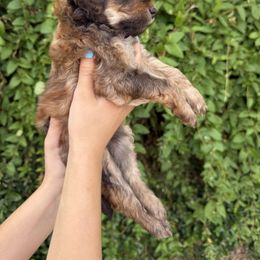 Bernedoodle and Whoodle Puppies from Gilbert Bernedoodles & Whoodles