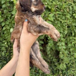Bernedoodle and Whoodle Puppies from Gilbert Bernedoodles & Whoodles