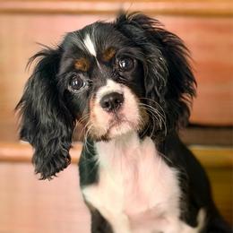 Lily - Tri-color female Cavalier King Charles Spaniel puppy in Cleveland, Georgia from Cavalier Country Farm