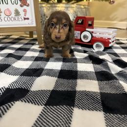Belle - Dapple female Dachshund puppy in Dawson, Alabama from Bells Dashing Dachshunds