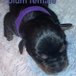 Girl 3 - Black and mahogany female Rottweiler puppy in De Witt, Iowa from Irish Eyes Kennels
