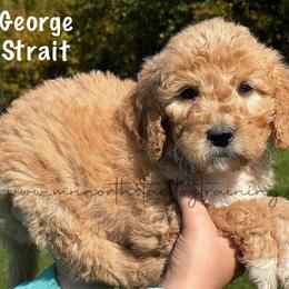 George Strait - Cream male Goldendoodle puppy in Lancaster, Minnesota from North Star Dog Training