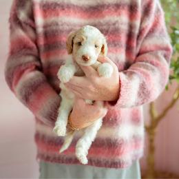 Bayou - Parti male Goldendoodle puppy in Inman, South Carolina from Dark Corner Doodles
