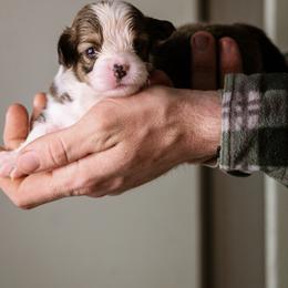 Tommy - Sable male Pembroke Welsh Corgi puppy in South Otselic, New York from Ridge Top Corgis