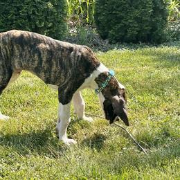 Great Dane Puppies from KD Sweet Southern Danes