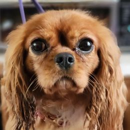 Tori - Cavalier King Charles Spaniel