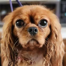 Tori - Cavalier King Charles Spaniel