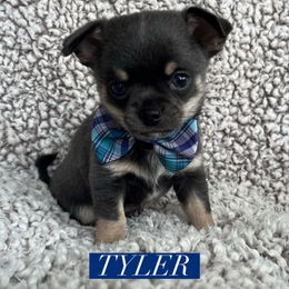 Tyler - Blue and tan male Chihuahua puppy in Augusta, Georgia from Sophia Jade's Chi Brigade