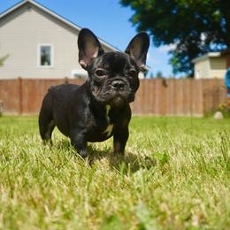Dior - Black and tan female French Bulldog puppy in Washington from Pawcific Coast Bullies