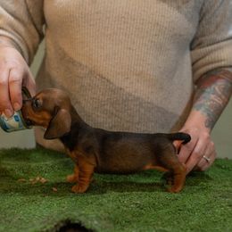 Bella - Red female Dachshund puppy in Auxvasse, Missouri from Above Par Kennels
