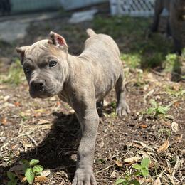 Porsche - Gray female Cane Corso puppy in Ocala, Florida from High Royal Kennel