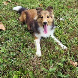Shetland Sheepdog Puppies from Hope's Heart Shelties