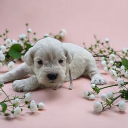 Pinky toes - White female Miniature Schnauzer puppy in Houston, Texas from Haughton Farm