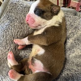 Boxer puppies from Love and Loyalty Boxers