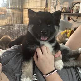 Girl 2 - Tri-color female Pomsky puppy in Harpers Ferry, West Virginia from Brandie Kelley