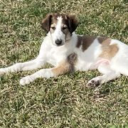 Borzoi Puppies from Oronzova Borzoi