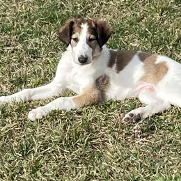 Borzoi Puppies from Oronzova Borzoi