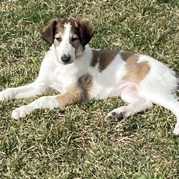 Borzoi Puppies from Oronzova Borzoi