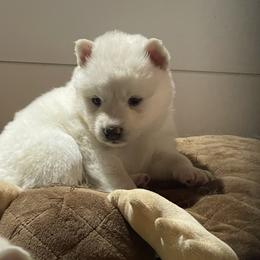 Gogo - White male Siberian Husky puppy in Diamond Lake, Washington from Husky Haven WA