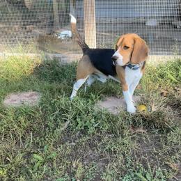 Charlie - Beagle
