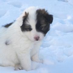 Icelandic Sheepdog Puppies from Valhalla Icelandic Sheepdogs