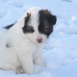 Icelandic Sheepdog Puppies from Valhalla Icelandic Sheepdogs
